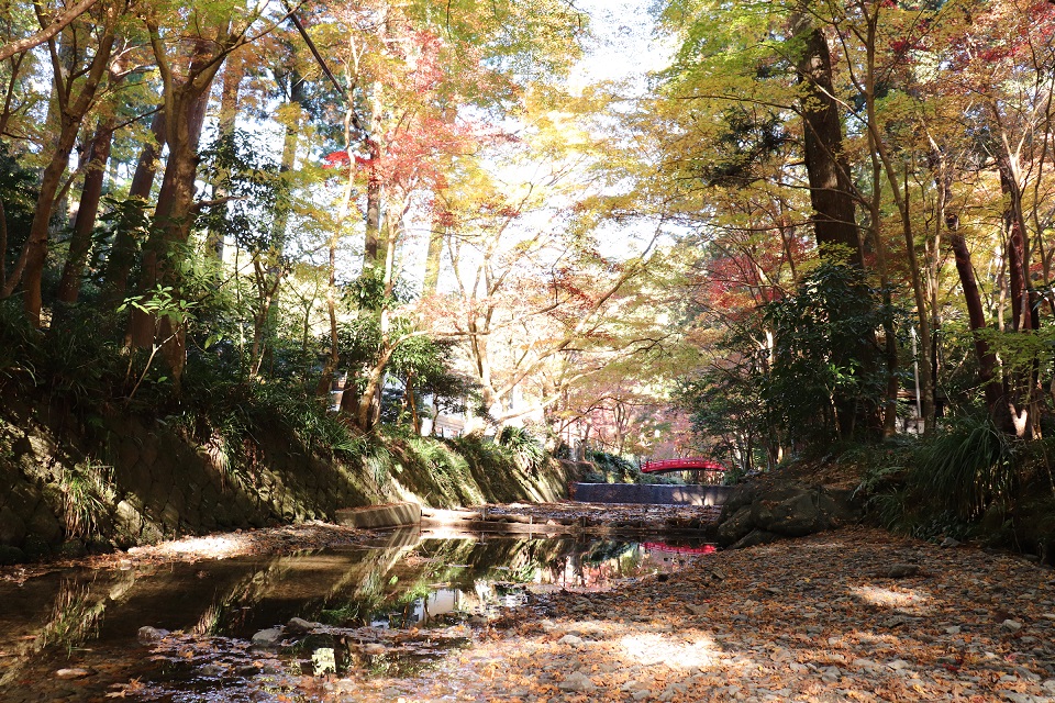 小國神社紅葉