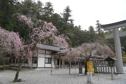 小國神社枝垂桜20250327