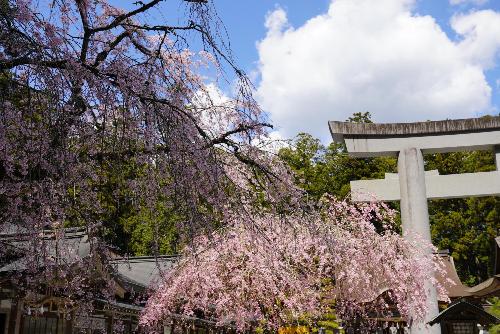小國神社枝垂桜