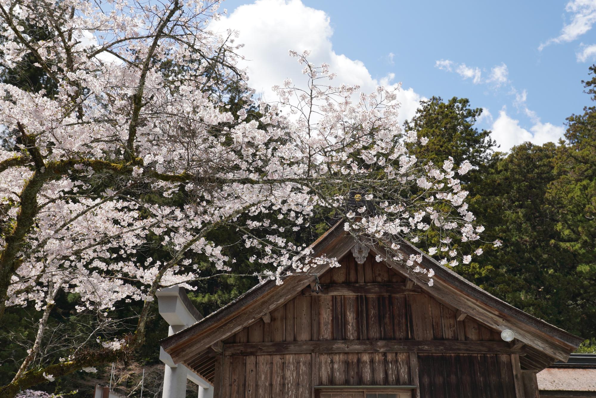 小國神社舞殿横ソメイヨシノ