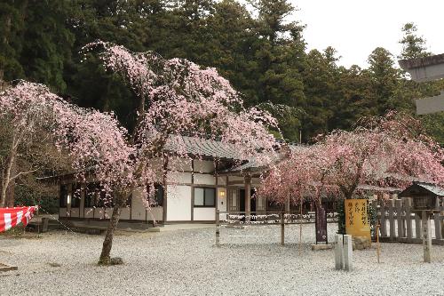 小國神社枝垂れ桜
