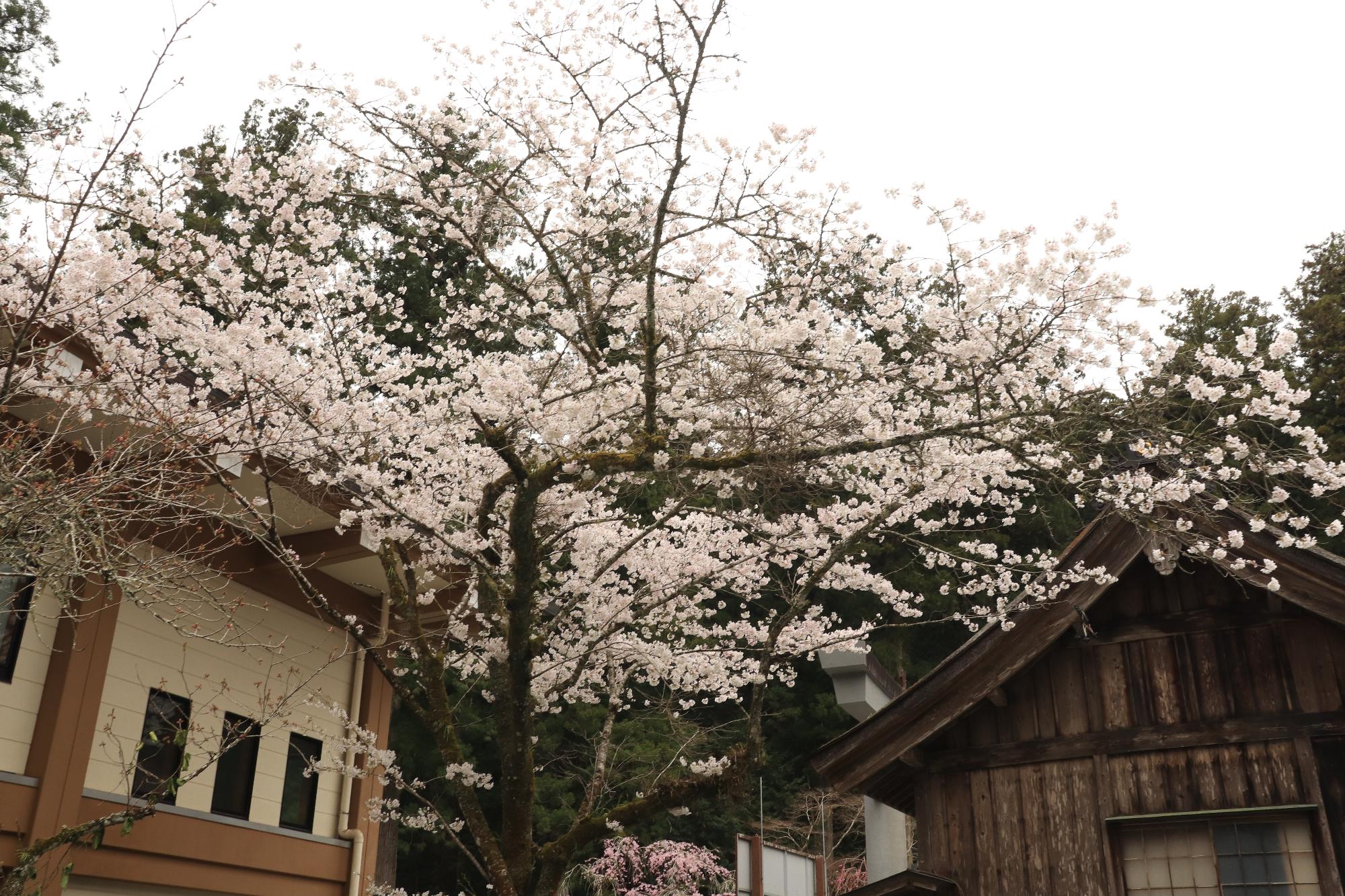 小國神社ソメイヨシノ舞殿横