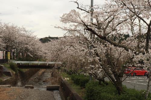 小國神社ソメイヨシノ駐車場横1