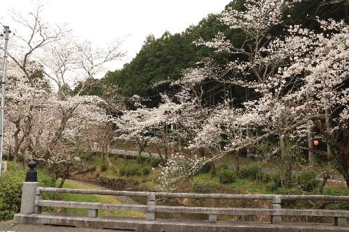 小國神社ソメイヨシノ駐車場横2