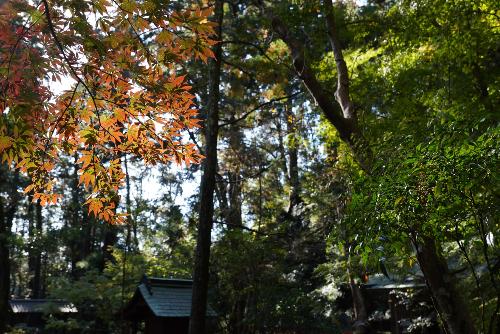 小國神社紅葉