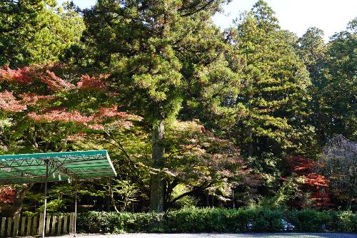 小國神社紅葉