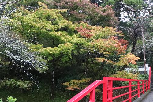 小國神社紅葉