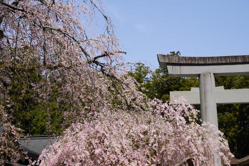 小國神社桜1