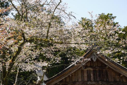 小國神社桜2