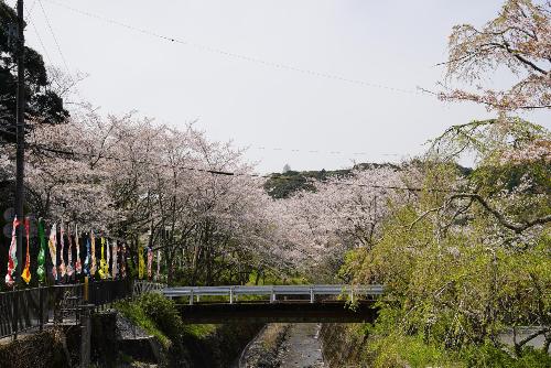 小國神社桜3