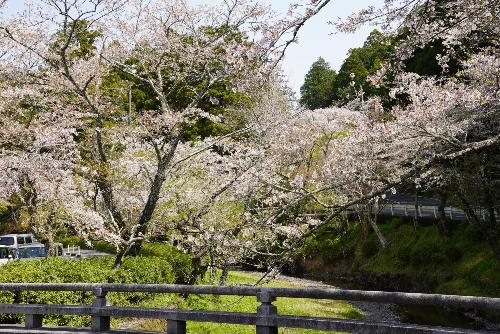 小國神社桜4