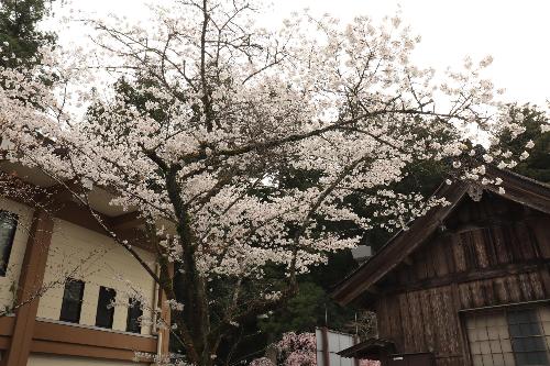 小國神社2