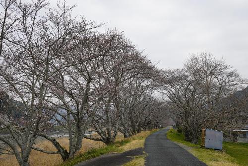 太田川桜202503271