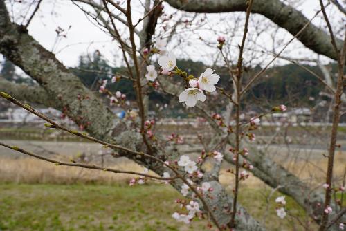 太田川桜202503272