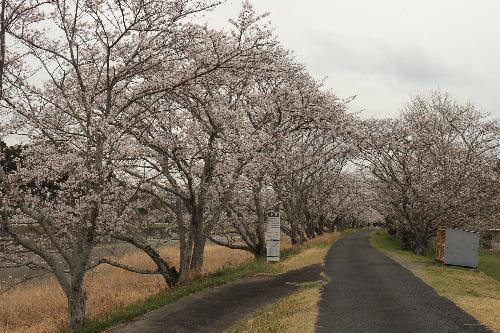 太田川桜2025331