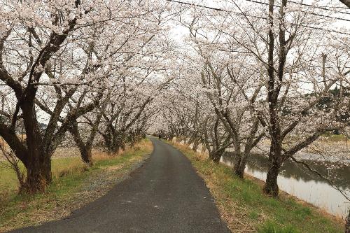 太田川桜20253312