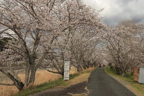太田川桜2025年4月2日1