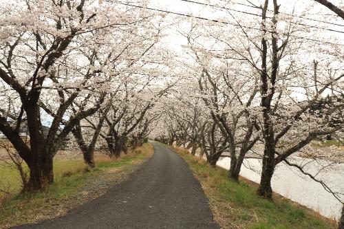 太田川桜2025年4月2日2