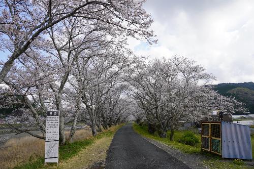 太田川桜2025年4月4日