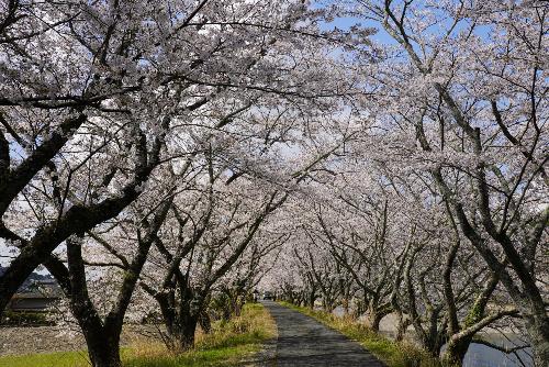太田川桜2025年4月4日2