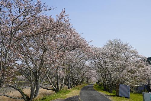 太田川桜堤1