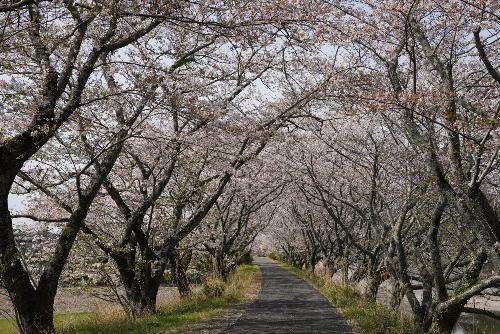 太田川桜堤2