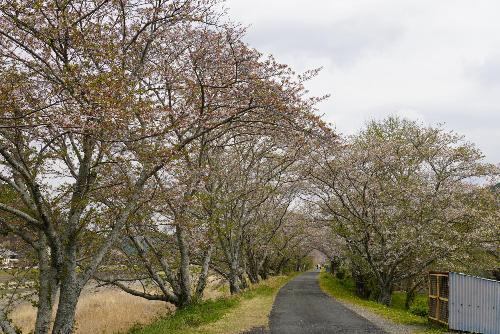 太田川桜堤1
