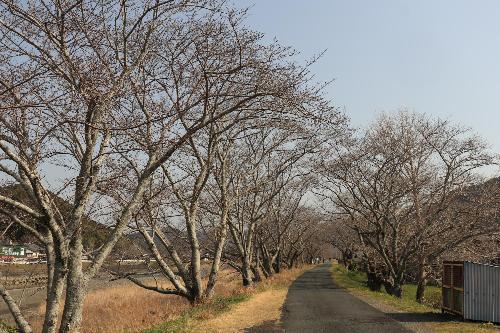 太田川桜堤1枚目