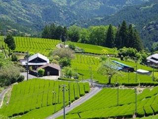 大久保地区の立体集落の茶園の写真