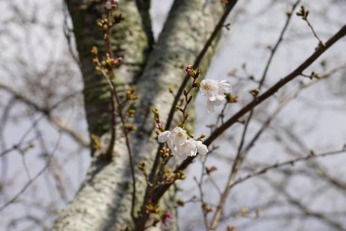 桜20260327-1