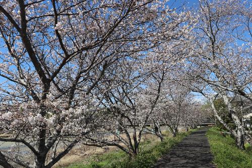 桜20260402-1