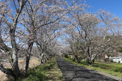 桜20260402-2