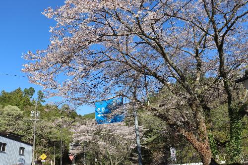 桜20260402-4