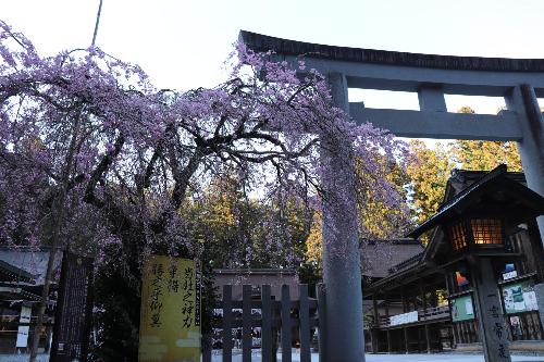 桜20260402-5