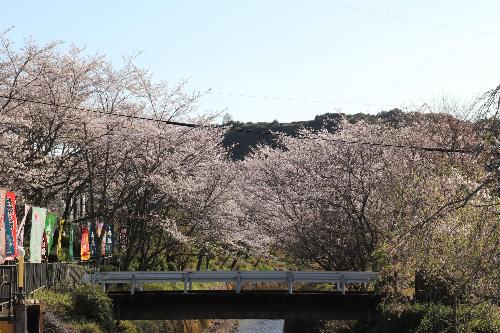 桜20260402-7