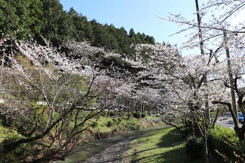 桜20260402-8