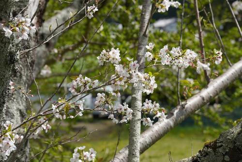 桜20260408-2