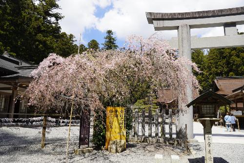 桜20260408-5