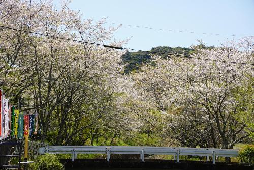 桜20260408-7