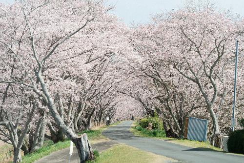 太田川桜堤