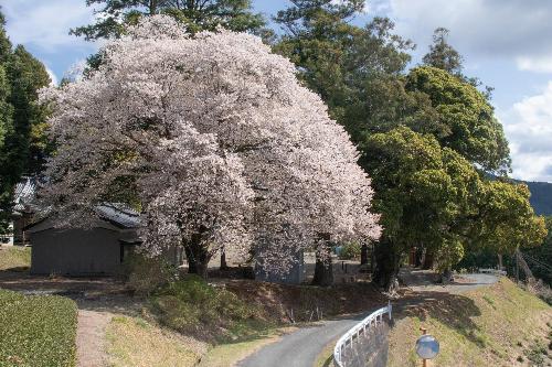 大久保小学校跡地のヤマザクラ