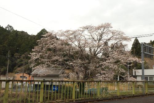 戦国夢街道スタート地点桜