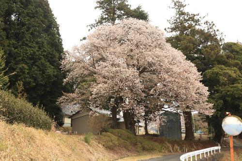 大久保八幡神社ヤマザクラ