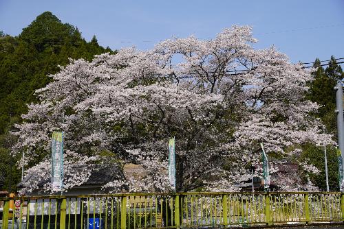 戦国夢街道桜2