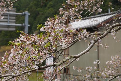 戦国夢街道桜2