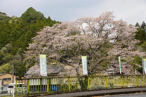 戦国夢街道桜1