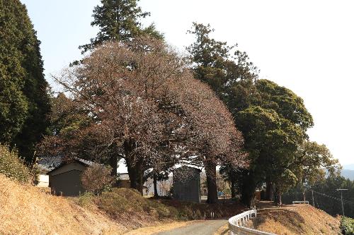 八幡神社ヤマザクラ