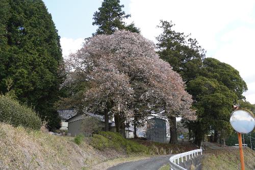 戦国夢街道山桜20250404