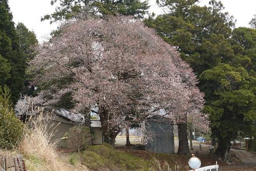 大久保八幡神社 ヤマザクラ