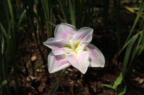 花しょうぶ4